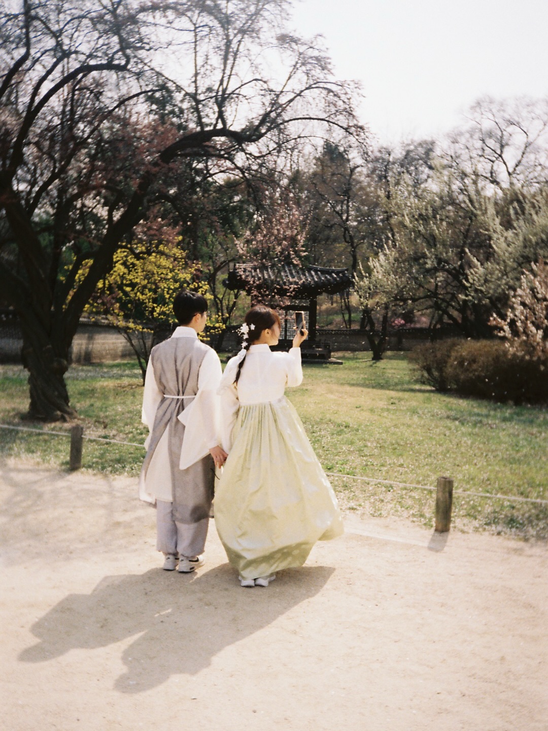 韩服情侣踏春｜樱花树下传统与现代的融合